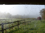 FZ022593 Dew covered spiderwebs.jpg